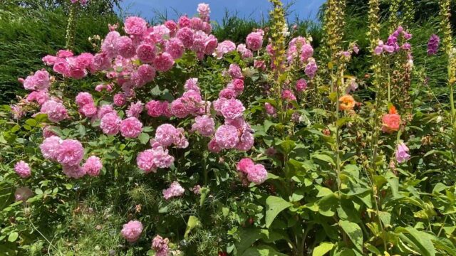 Treetops Rose Garden 2
