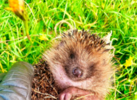 More than half of people don’t know what to do to help injured wildlife