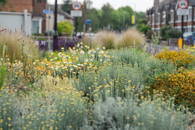 (c) Beth Chattos Plants & Gardens 2