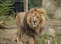 Hertfordshire Zoo mourns loss of beloved Asiatic lion